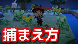 【あつ森】タランチュラ捕まえ方【あつまれどうぶつの森】