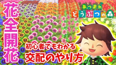 【あつ森】初心者でも分かる花の交配のやり方！！全種類の花の交配ルートをまとめました！！【どうぶつの森】