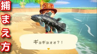 【あつ森】シーラカンス捕まえ方【あつまれどうぶつの森】