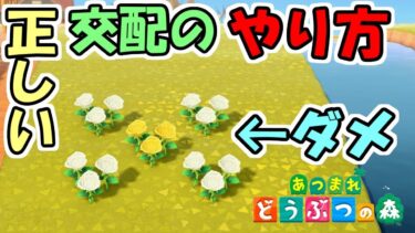 【あつ森】最新版！正しい花の交配のやり方　～効率の良い花の置き方～【あつまれどうぶつの森】