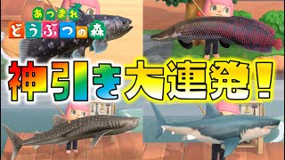 【あつ森】激レア魚が超大漁！奇跡の釣り竿で神引き大連発！ゆっくり達のあつまれどうぶつの森 part24