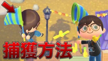 【最新】裏技を使えば掲示板の鳥を捕まえられる！？【あつ森検証】