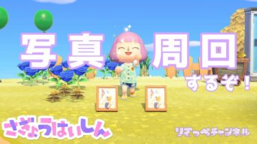 【あつ森/作業配信】写真周回するぞ！寝落ちOK☆雑談配信【あつまれどうぶつの森】