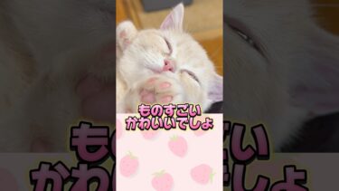 【あつまれどうぶつの森】飼い猫のミルクの寝顔がかわいい件/あつ森アニメ(ピクミン4バスボール)#shorts